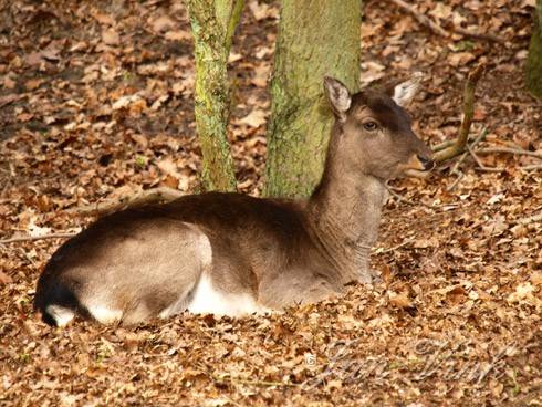 Damhert, hinde rustend in de Amsterdamse Waterleiding Duinen