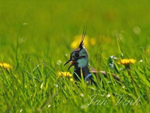 Kievit, roepend in een weiland in de Castricummerpolder