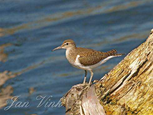 Oeverloper op stronk van berk, Vogelmeer Nationaal Park Zuid-Kennemerland