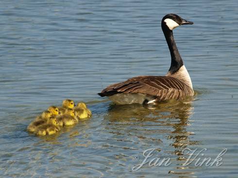 Canadese gans met juvenielen Hoefijzermeer Noordhollands Duinreservaat