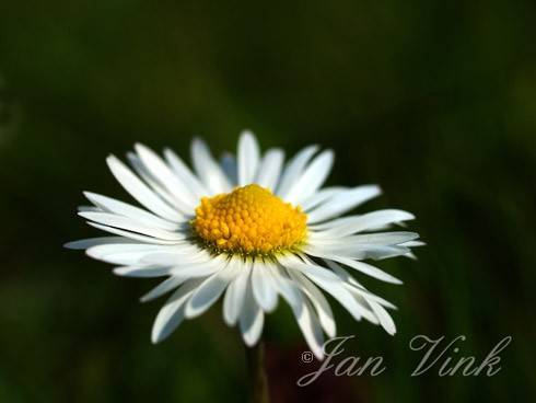 Madeliefje, detail bloem langs het Zwaansmeerpad