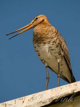 Grutto, roepend op een lantaarnpaal in de Castricummerpolder