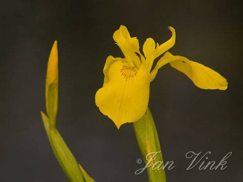 Gele lis, bloem en bloemknop Zouweboezem