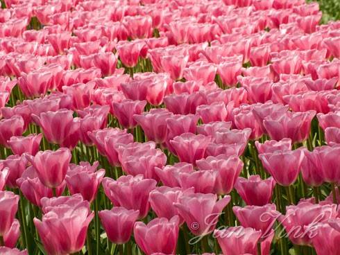 Tulpen, triumph Mistress in de Keukenhof Lisse