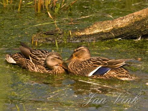 Wilde eend, vrouwen in een grensconflict Hoefijzermeer Noordhollands Duinreservaat Castricum