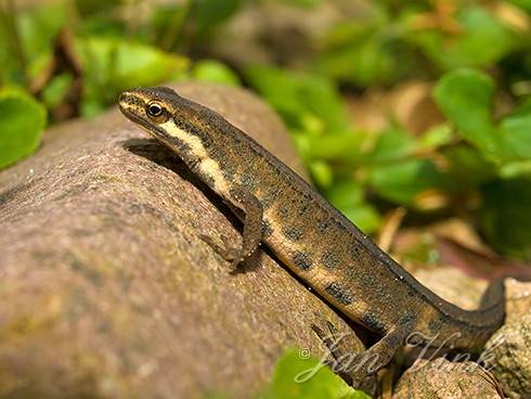 Kleine watersalamander, landvorm, in de tuin