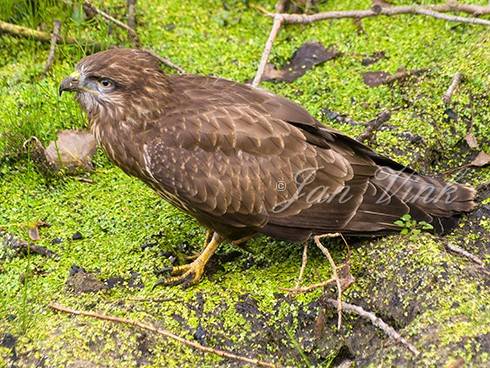 Buizerd, juveniel in opgedroogd poeltje Noordhollands Duinreservaat Egmond