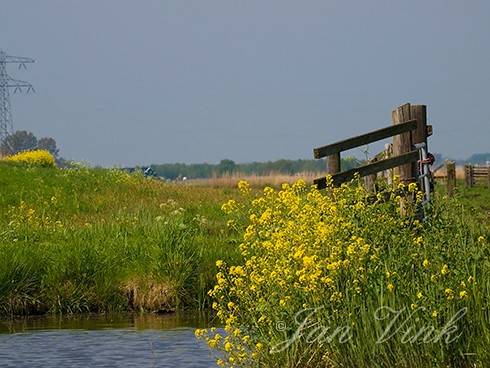 Damhek met bloeiend koolzaad in de Krommenieer Woudpolder