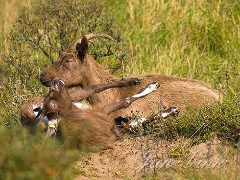 Hollandse landgeit, geit met omvallend lam, Noordhollands Duinreservaat Castricum