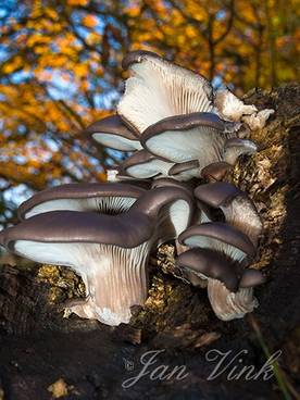 Oesterzwammen op dode boomstam in de Amsterdamse Waterleiding Duinen