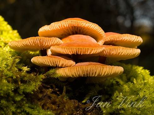 Fluweelpootjes tussen mos op een vlier in de Amsterdamse Waterleiding Duinen