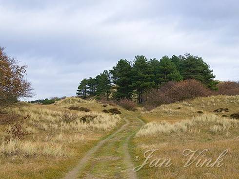 Duinlandschap, dennen in het Noordhollands Duinreservaat bij Bergen