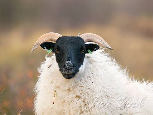 Scottish Blackface, schaap, detail kop Noordhollands Duinreservaat Castricum