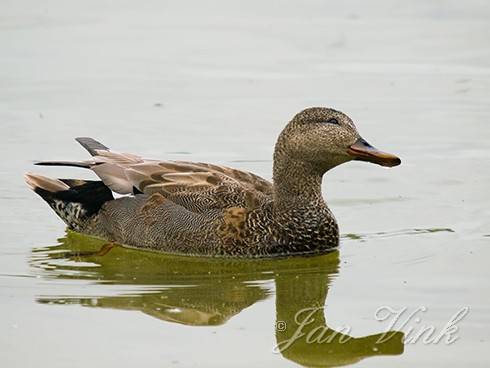 Krakeend woerd Hoefijzermeer Noordhollands Duinreservaat