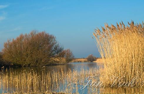 Infiltratiekanaal in het Noord-Hollands Duinreservaat bij Castricum