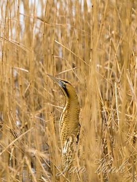 Roerdomp tussen riet bij het Hoefijzermeer Noord-Hollands Duinreservaat Castricum