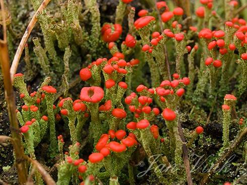 Rode heidelucifer, korstmos in de duinen van Staatsbosbeheer Schoorl