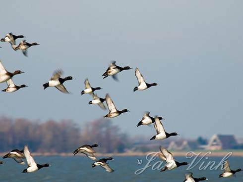 Kuifeenden, vliegend boven de Gouwzee bij Marken.