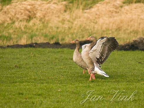 Grauwe ganzen, net na de landing, Zwaansmeerpad, Krommenieër Woudpolder