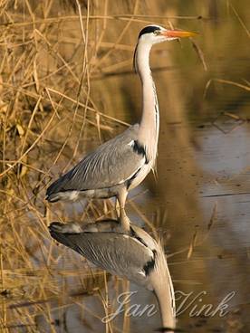 Blauwe reiger in sloot bij Landje van Gruijters Spaarndam