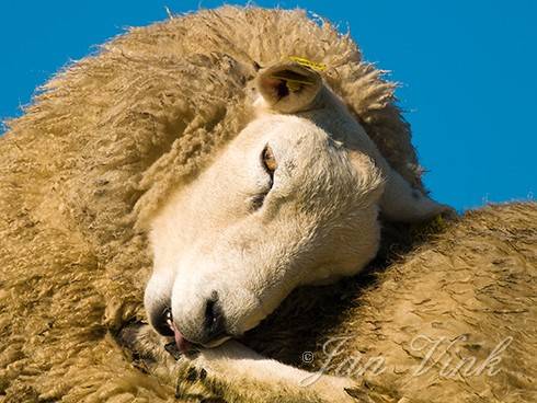 Schaap, likkend aan poot op dijk bij Piaam