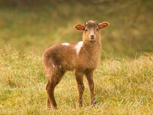 Drents heideschaap, lam, in de Amsterdamse Waterleiding Duinen