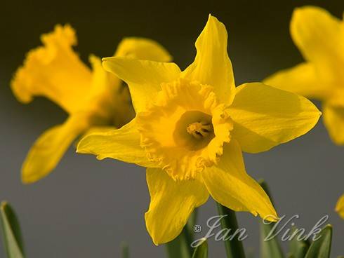 Trompetnarcis, trompetnarcissen langs de Genieweg, Assendelft