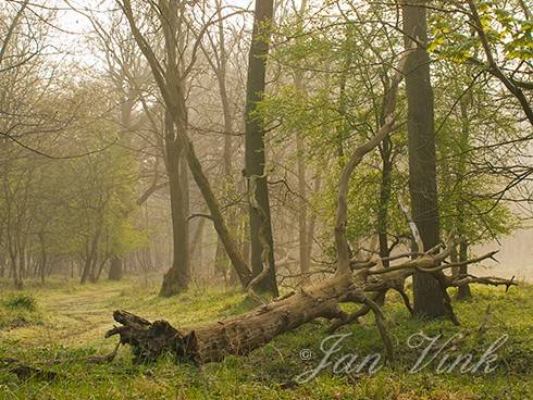 Dode boom, liggend langs bospad in de Amsterdamse Waterleiding Duinen