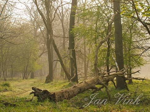 Dode boom, liggend langs bospad in de Amsterdamse Waterleiding Duinen