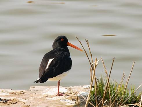 Scholekster, bij water langs Aagtendijk, Wijkermeerpolder