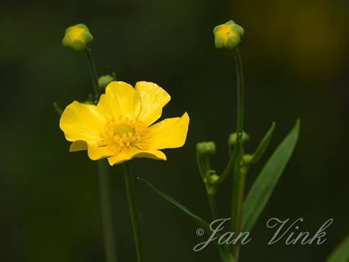 Grote boterbloem, bloem en bloemknoppen, in het Zwanenwater