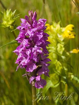 Rietorchis, en grote ratelaar, Zwanenwater