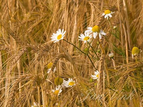 Echte kamille, bloemen tussen gerst, Spaarnwoude