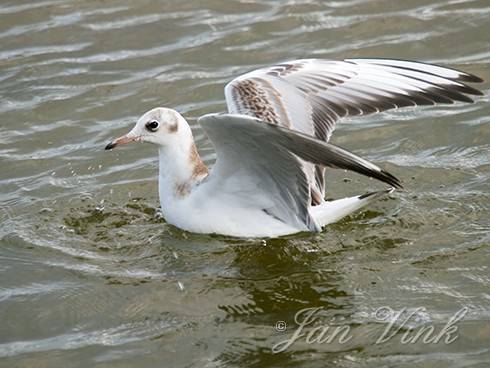 Kokmeeuw, kapmeeuw, jong, juveniel, foeragerend, observatiehut Doornvlak, Noordhollands Duinreservaat