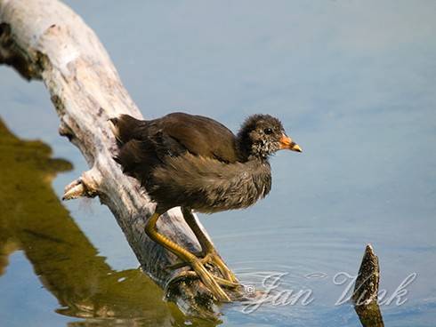 Waterhoen, jong, juveniel, Hoefijzermeer, Noordhollands Duinreservaat Castricum