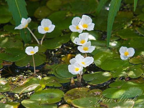 Kikkerbeet, bloemen, in sloot, Wormer- en Jisperveld, Oost-Knollendam