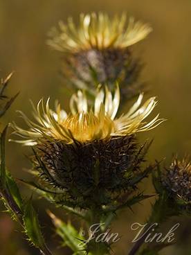 Driedistel, detail bloem, Noordhollands Duinreservaat Bergen