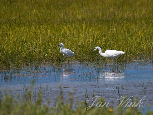 Kleine zilverrreigers, Weitje van Brasser, Noordhollands Duinreservaat Bakkum