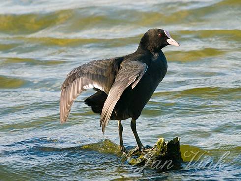 Meerkoet, balancerend op tak in water, Hoefijzermeer, Noordhollands Duinreservaat