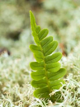 Gewone eikvaren, een blad tussen rendiermos, Noordhollands Duinreservaat Bergen