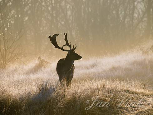 Damhert, bok, in tegenlicht, Amsterdamse Waterleiding Duinen