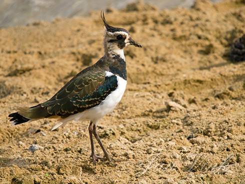 Kievit, prachtkleed, Doornvlak Noordhollands Duinreservaat