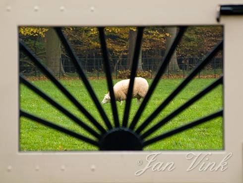 Schaap, in weiland achter spijlen in hek, Landgoed Elswout