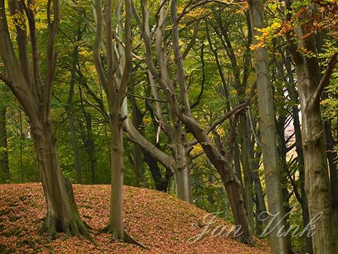 In het beukenbos, Landgoed Elswout