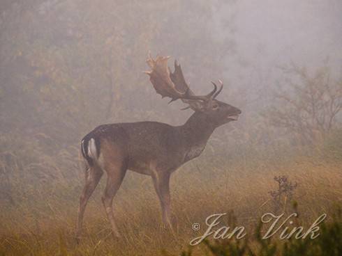 Damhert, bok, burlen, knorren, in de mist, Amsterdamse Waterleiding Duinen