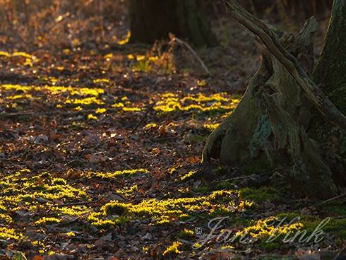 Mos op bosbodem, beschenen door opkomende zon, Amsterdamse Waterleiding Duinen