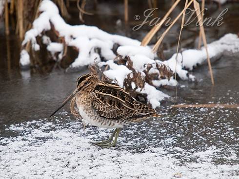 Watersnip, Hoefijzermeer Noordhollands Duinreservaat