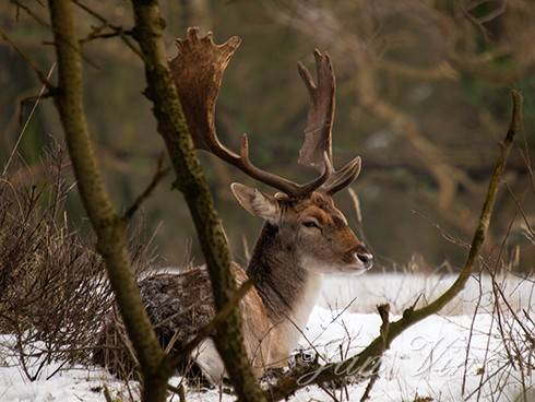 Damhert, bok, rustend in de sneeuw, Amsterdamse Waterleiding Duinen