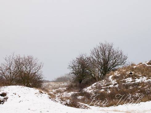 Duinlandschap, in de winter, Amsterdamse Waterleiding Duinen