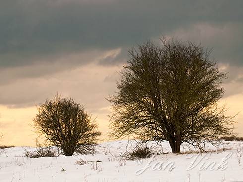 Meidoorns, in een besneeuwd duinlandschap, sneeuw, Noordhollands Duinreservaat